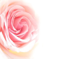 Image showing bright pink roses