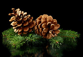 Image showing Green spruce branches and cones.