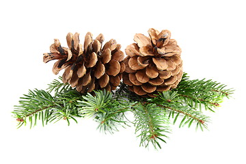 Image showing Two pine cones with branch.