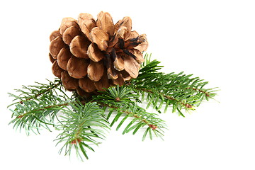 Image showing One pine cone with branch.