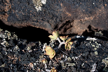 Image showing Lanzarote Soil And Plant