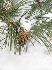 Image showing pine under snow