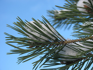 Image showing snow