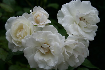 Image showing Beautiful white roses with rain-drops