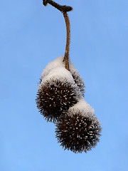 Image showing snow