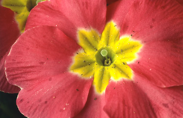 Image showing Primrose