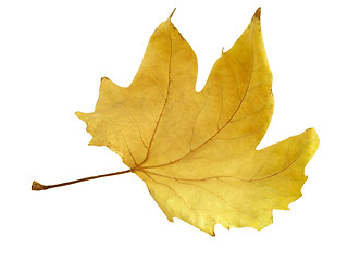 Image showing dry maple leaf