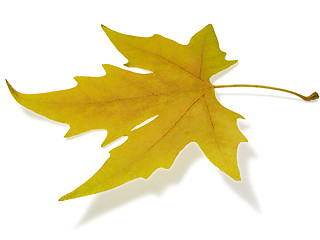 Image showing maple leaf