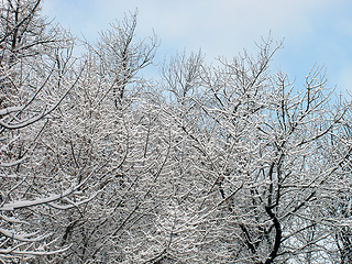 Image showing winter