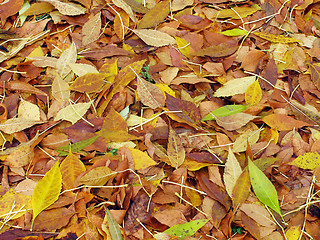 Image showing autumnal foliage