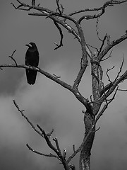 Image showing raven on a dry tree 