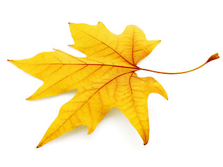 Image showing maple leaf