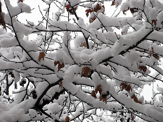 Image showing snow on branches