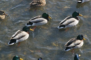 Image showing Wild ducks in water of nature lake