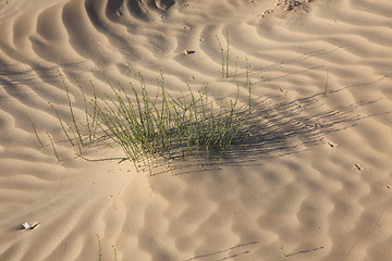 Image showing Alone plant growing in the desert