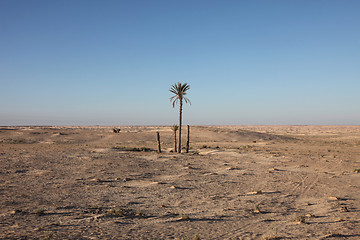 Image showing Alone palm growing in the desert