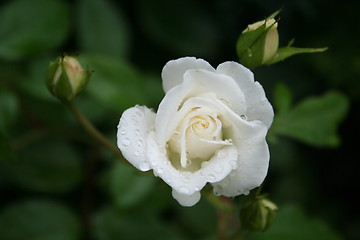 Image showing White rose with buds