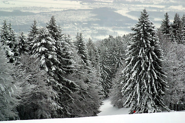 Image showing Snow covered forest