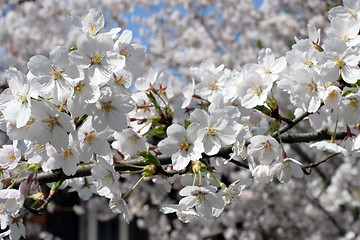 Image showing Fruit flowers