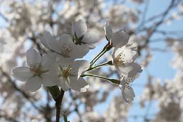 Image showing Fruit flowers