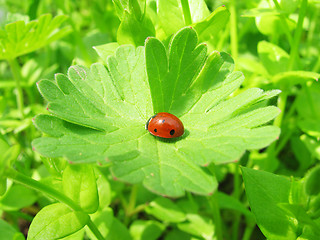 Image showing  ladybird