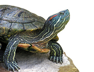 Image showing turtle on stone