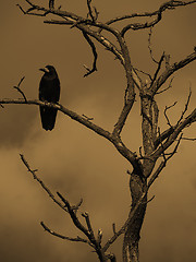 Image showing raven on a dry tree