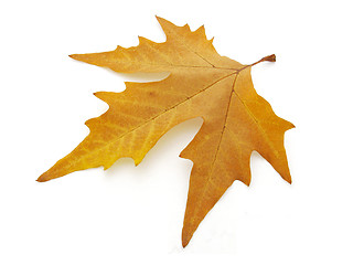 Image showing dry maple leaf