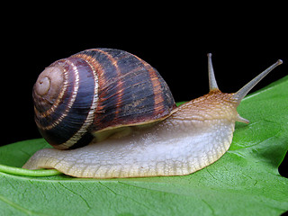 Image showing snail