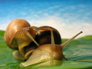 Image showing two funny snails