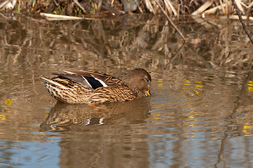 Image showing Mallard.