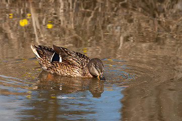 Image showing Mallard.