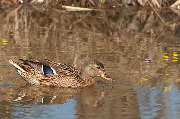 Image showing Mallard.