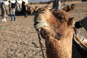 Image showing Head of a camel on safari