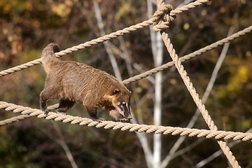 Image showing Ring-tailed Coati (Nasua nasua)