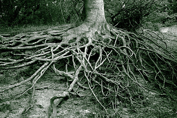 Image showing Roots all over