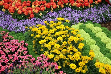 Image showing flowers in garden