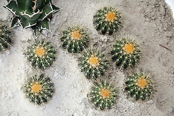 Image showing Cactus