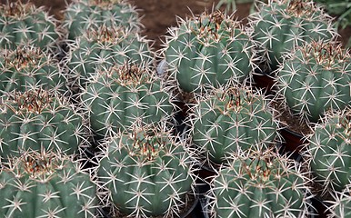 Image showing Cactus