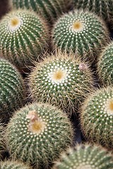 Image showing Cactus