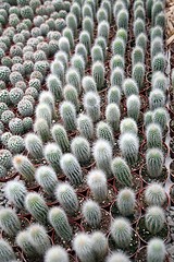 Image showing Cactus