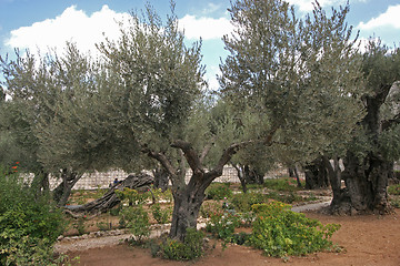 Image showing Jerusalem-Garden of Gethsemane