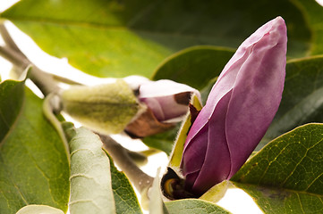 Image showing magnolia on white background 