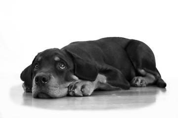 Image showing Rottweiler puppy