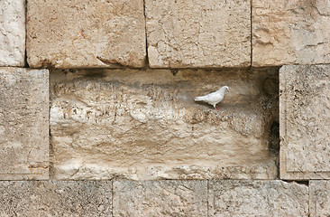 Image showing Beautiful white pigeon on wailing wall in Jerusalem