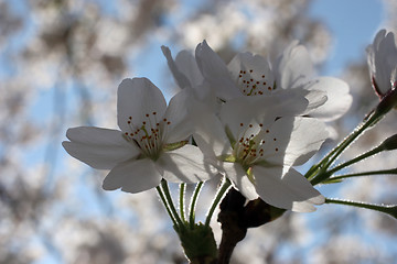 Image showing Fruit flowers