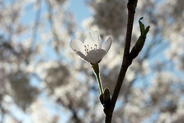 Image showing fruit flowers