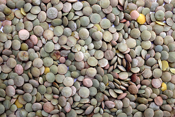 Image showing Green Lentils