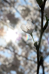 Image showing fruit flowers