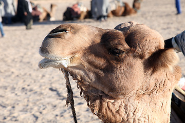 Image showing Head of a camel on safari